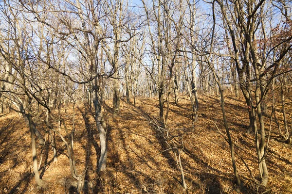 Naked autumn wood — Stock Photo, Image