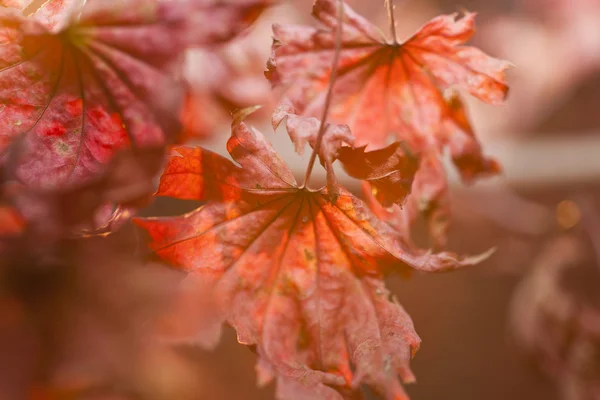 Feuilles d'automne — Photo