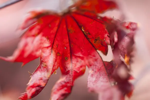 Hojas de otoño —  Fotos de Stock