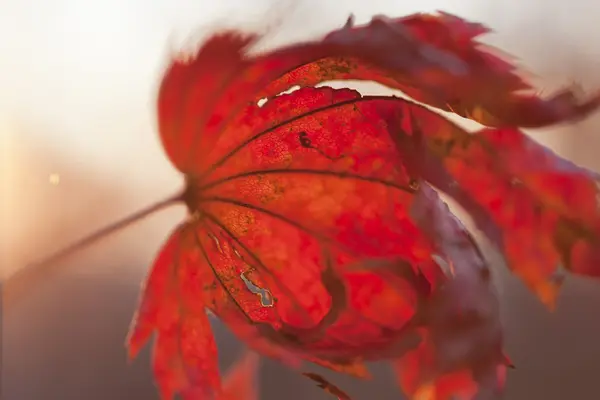 Hojas de otoño — Foto de Stock