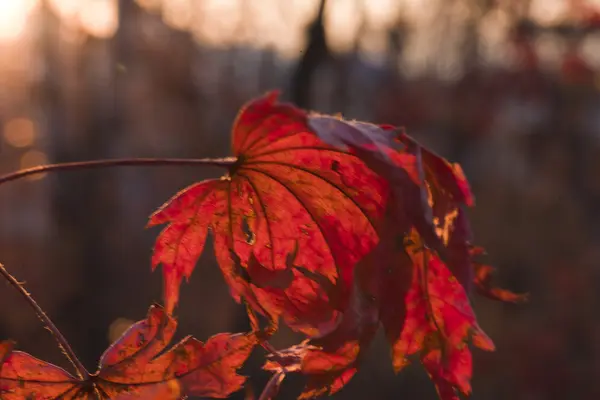 Feuilles d'automne — Photo