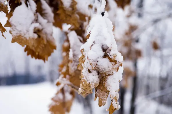 Leaves in snow — Stock Photo, Image