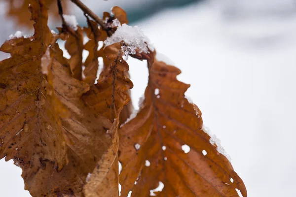 Leaves in snow — Stock Photo, Image