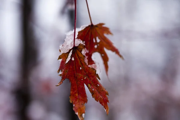 Leaves in snow — Stock Photo, Image