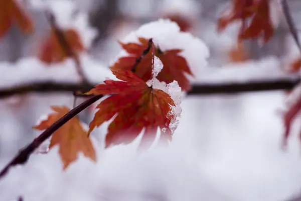 Löv i snö — Stockfoto