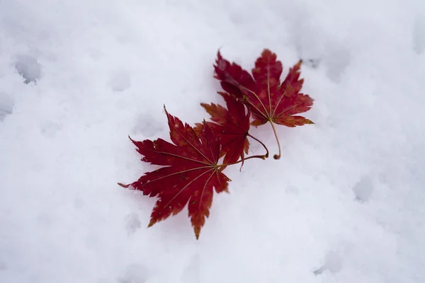 Leaves in snow — Stock Photo, Image