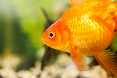 bir akvaryum küçük balıklar