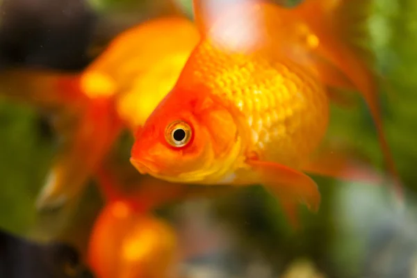 Bir akvaryum küçük balıklar — Stok fotoğraf