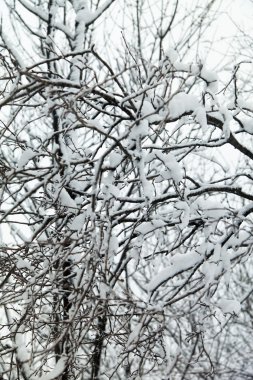 ağaçlarda kar