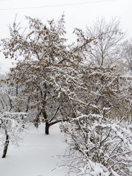 Árboles en la nieve — Foto de Stock