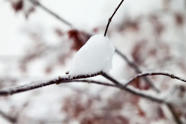 Trees in snow — Stock Photo, Image