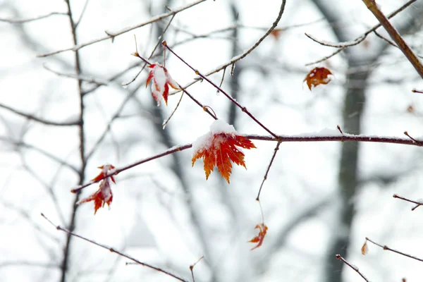 Trees in snow — Stock Photo, Image