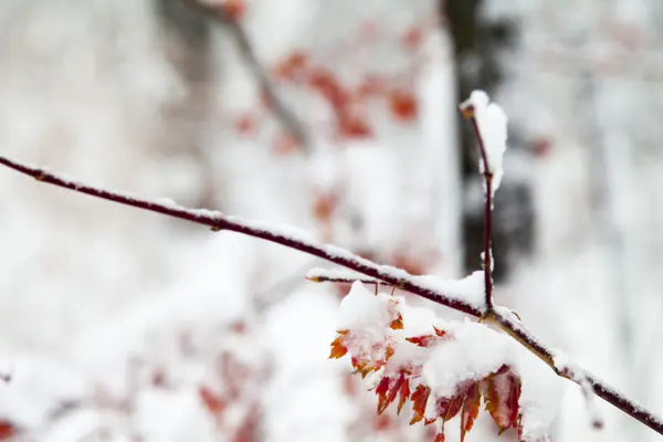 Trees in snow — Stock Photo, Image