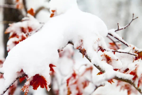 Trees in snow — Stock Photo, Image