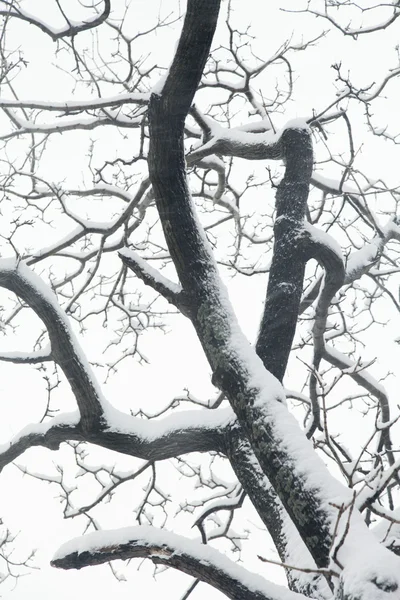 Arbres dans la neige — Photo