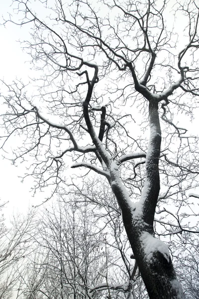 Trees in snow — Stock Photo, Image