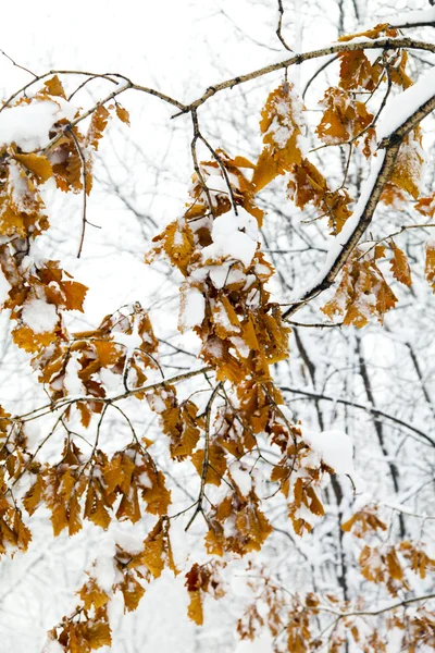 Árvores na neve — Fotografia de Stock