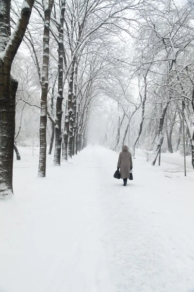 Trees in snow — Stock Photo, Image