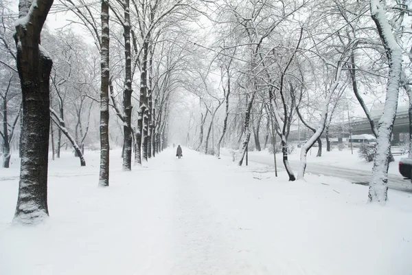 Trees in snow — Stock Photo, Image