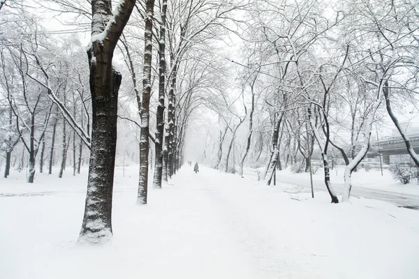 Árboles en la nieve — Foto de Stock