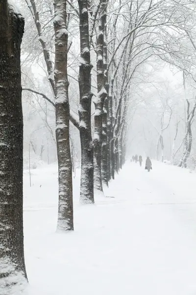 Trees in snow — Stock Photo, Image