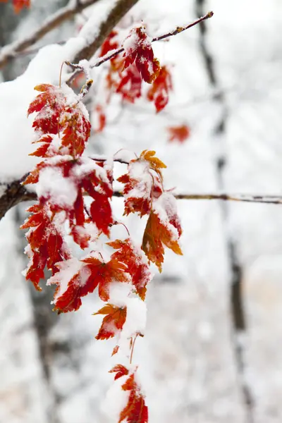 Trees in snow — Stock Photo, Image