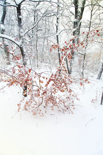 Árboles en la nieve — Foto de Stock