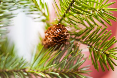 Koniler köknar ağacı üzerinde