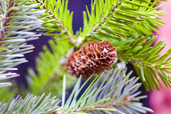 Cones on a fir-tree — Stock Photo, Image