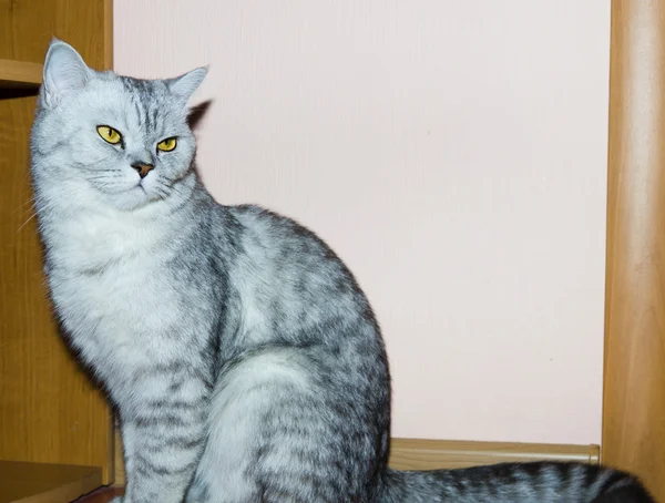 Nagy szürke macska — Stock Fotó