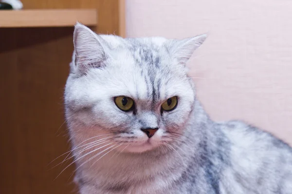 Большая серая кошка — стоковое фото