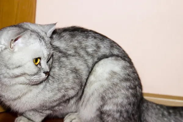 Gran gato gris — Foto de Stock