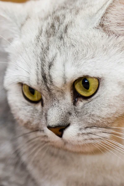 Grote grijze kat — Stockfoto