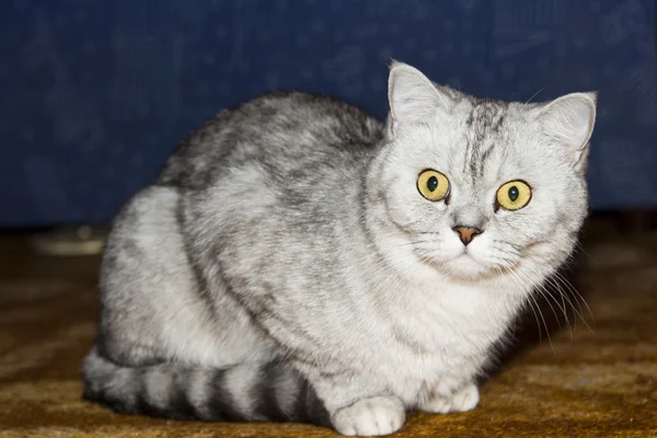 Nagy szürke macska — Stock Fotó