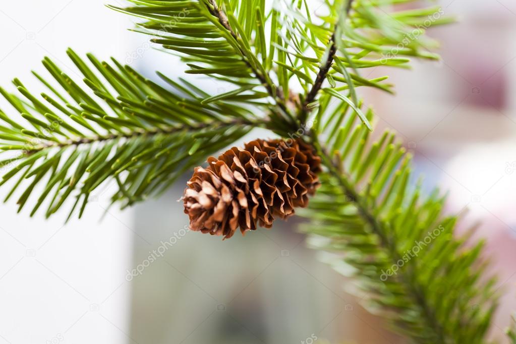 Cones on a fir-tree