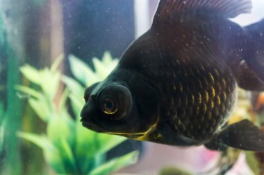 küçük bir kova balık