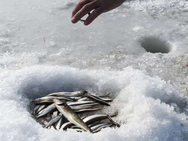 Pesca de Inverno — Fotografia de Stock