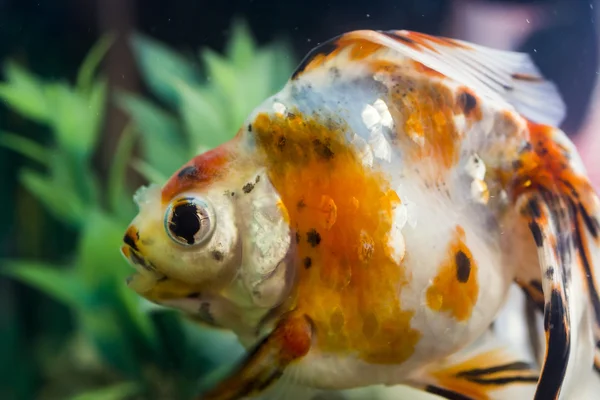 水瓶座生まれ小さな魚 — ストック写真