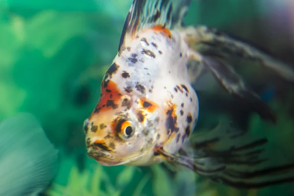 Aquarian small fish — Stock Photo, Image