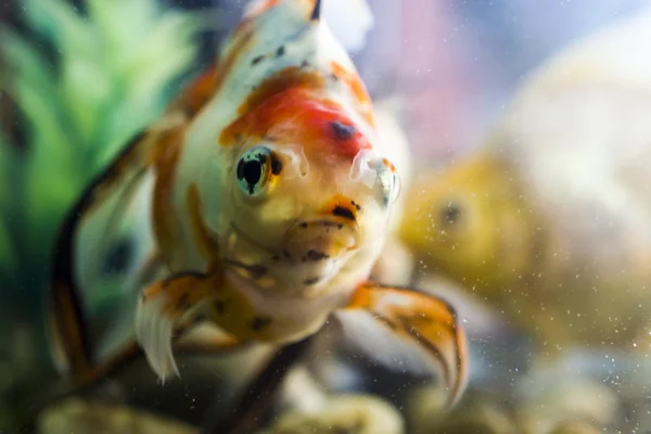 Petit poisson du Verseau — Photo