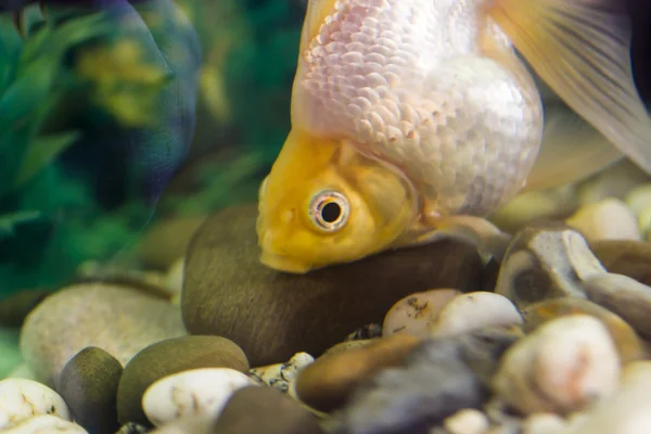 水瓶座生まれ小さな魚 — ストック写真