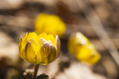 İlk bahar çiçekleri