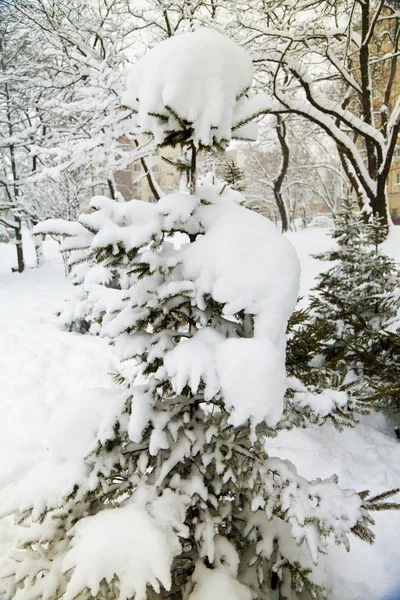 Пихты в снегу — стоковое фото
