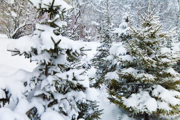 Abetos na neve — Fotografia de Stock