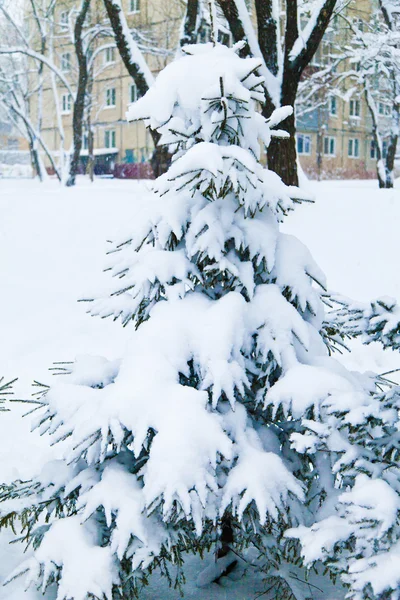 Пихты в снегу — стоковое фото