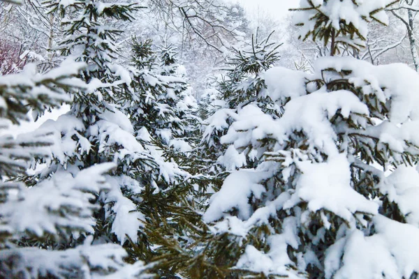 Abetos na neve — Fotografia de Stock