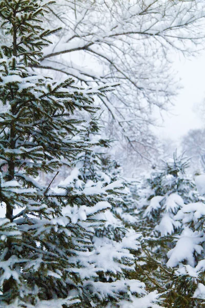 Köknar ağaçlarının karda — Stok fotoğraf