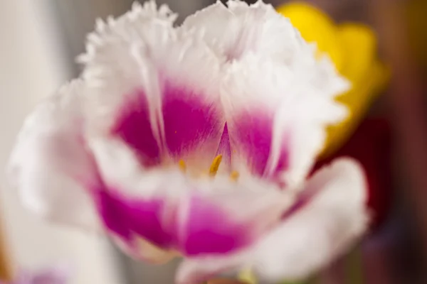 春天的郁金香 — 图库照片