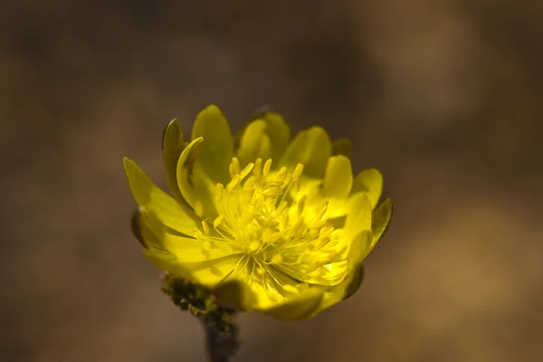 İlk bahar çiçekleri — Stok fotoğraf