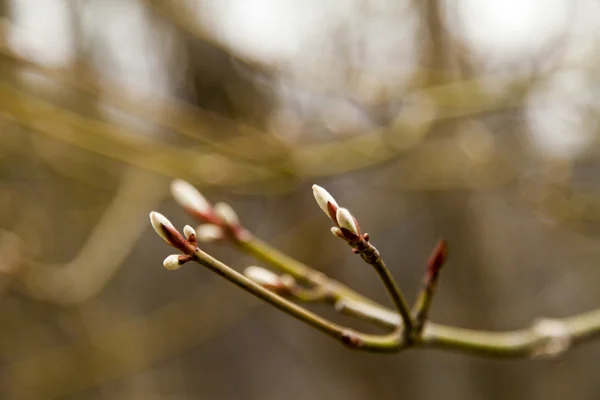 Young leaves on trees — Stock Photo, Image